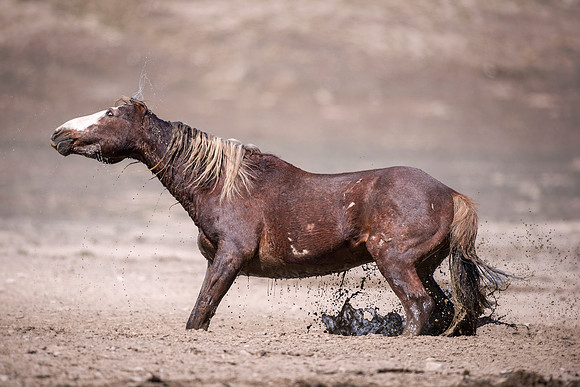Shake it Off