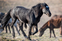 Black Beauty