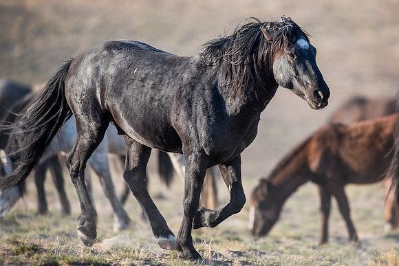 Black Beauty