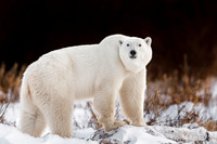 Polar Bears