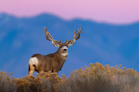 Mule Deer