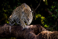 Jaguars