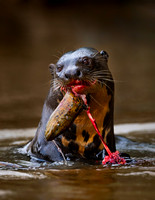 Giant River Otters