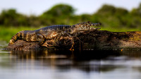 Caiman