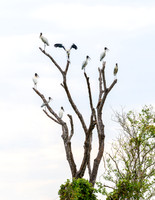 Birds Of The Pantanal