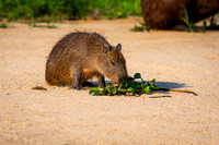 Capybara