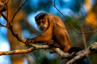 Capuchin Monkeys
