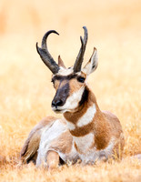 Pronghorn