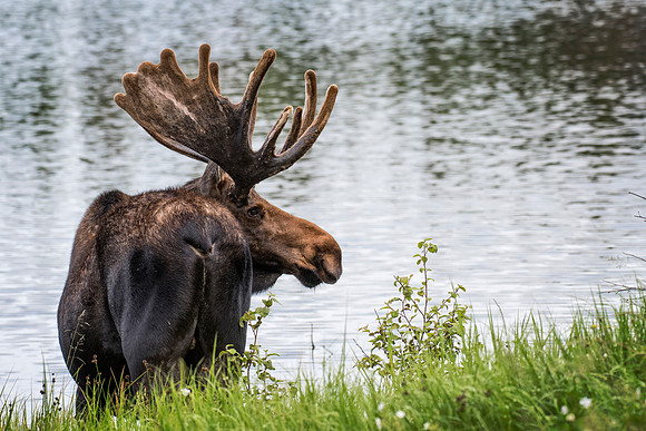 Moose in Velvet by Lake