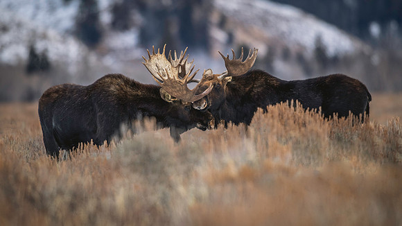 Interracting Bull Moose