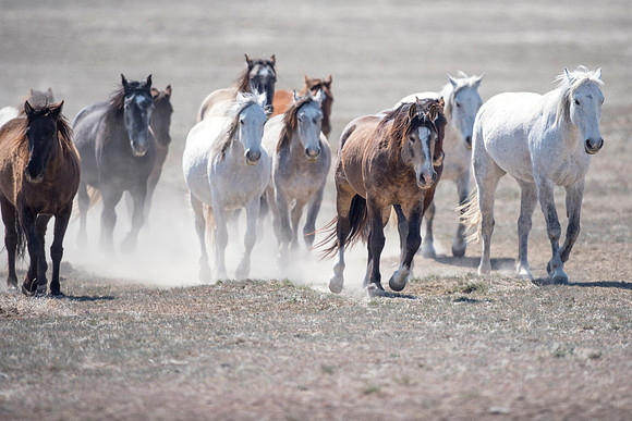 Stampede