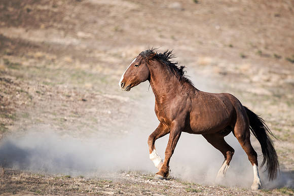 Kickin' up Dust