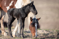 A Mothers Love