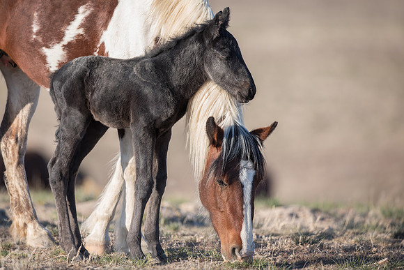 A Mothers Love